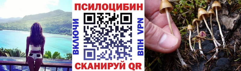 Купить  Котельниково  Галлюциногенные грибы Cubensis 